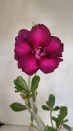 Planta Dobrada 3617 – 35cm – 02 anos