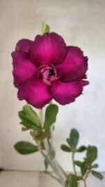 Planta Dobrada 3617 – 35cm – 02 anos - Imagem 6