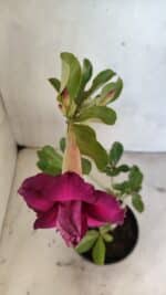 Planta Dobrada 3617 – 35cm – 02 anos - Imagem 4