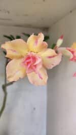 Planta Dobrada 3618 – 40cm – 03 anos - Imagem 4