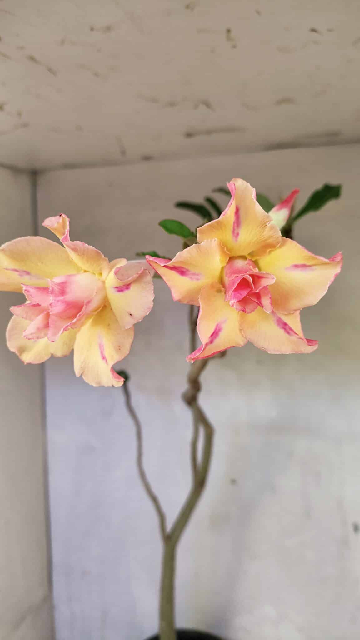 DOBRADA 3618 (3) Planta Dobrada 3618 – 40cm – 03 anos - Imagem 1