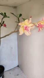 Planta Dobrada 3618 – 40cm – 03 anos - Imagem 7