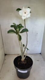 Planta Dobrada 3619 – 40cm – 03 anos - Imagem 2