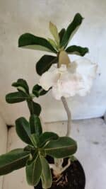 Planta Dobrada 3619 – 40cm – 03 anos - Imagem 5