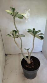 Planta Dobrada 3619 – 40cm – 03 anos - Imagem 6