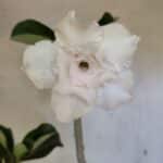 Planta Dobrada 3619 – 40cm – 03 anos