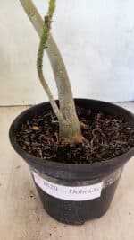 Planta Dobrada 3620 – 30cm – 02 anos - Imagem 7