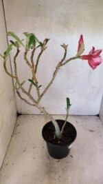 Planta Dobrada 3620 – 30cm – 02 anos - Imagem 6