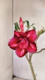 Planta Dobrada 3620 – 30cm – 02 anos - Imagem 5