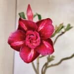 Planta Dobrada 3620 – 30cm – 02 anos