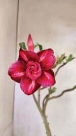 Planta Dobrada 3620 – 30cm – 02 anos