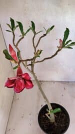 Planta Dobrada 3620 – 30cm – 02 anos - Imagem 4