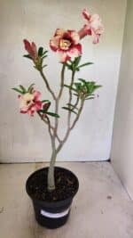 Planta Dobrada 3621 – 35cm – 03 anos - Imagem 2