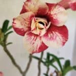 Planta Dobrada 3621 – 35cm – 03 anos