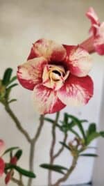 Planta Dobrada 3621 – 35cm – 03 anos