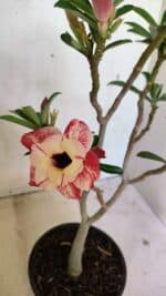 Planta Dobrada 3621 – 35cm – 03 anos - Imagem 4