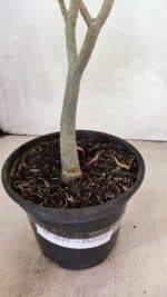 Planta Dobrada 3621 – 35cm – 03 anos - Imagem 8