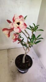 Planta Dobrada 3621 – 35cm – 03 anos - Imagem 6