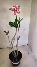 Planta Dobrada 3622 – 35cm – 03 anos - Imagem 2