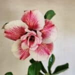 Planta Dobrada 3622 – 35cm – 03 anos