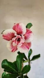 Planta Dobrada 3622 – 35cm – 03 anos