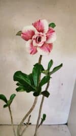 Planta Dobrada 3622 – 35cm – 03 anos - Imagem 4