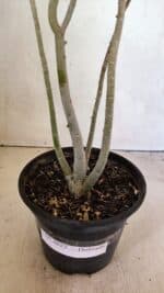 Planta Dobrada 3622 – 35cm – 03 anos - Imagem 6