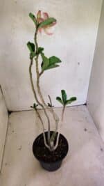 Planta Dobrada 3623 – 35cm – 03 anos - Imagem 2