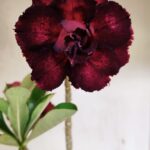 Planta Dobrada 3623 – 35cm – 03 anos