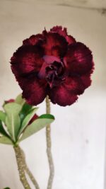 Planta Dobrada 3623 – 35cm – 03 anos