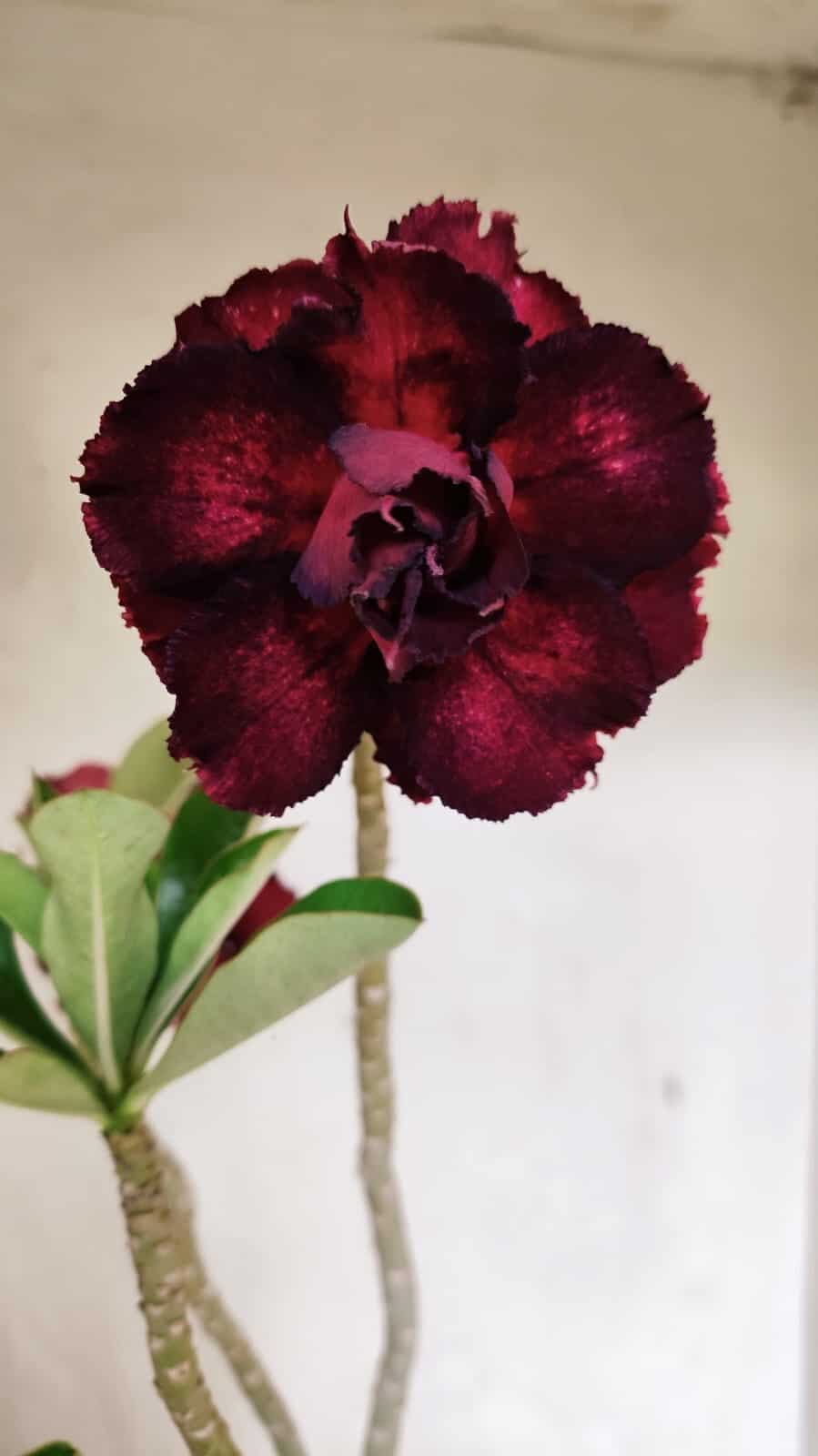 DOBRADA 3623 (1) Planta Dobrada 3623 – 35cm – 03 anos - Imagem 1