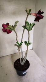 Planta Dobrada 3623 – 35cm – 03 anos - Imagem 8