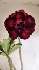 Planta Dobrada 3623 – 35cm – 03 anos - Imagem 3