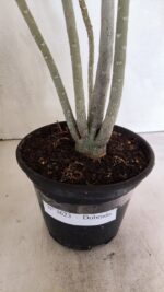 Planta Dobrada 3623 – 35cm – 03 anos - Imagem 7