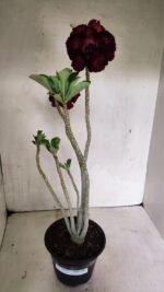 Planta Dobrada 3623 – 35cm – 03 anos - Imagem 5