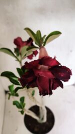 Planta Dobrada 3623 – 35cm – 03 anos - Imagem 4