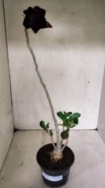 Planta Dobrada 3624 – 35cm – 03 anos - Imagem 2