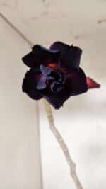 Planta Dobrada 3624 – 35cm – 03 anos