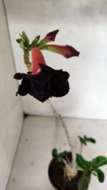 Planta Dobrada 3624 – 35cm – 03 anos - Imagem 4