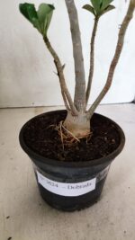 Planta Dobrada 3624 – 35cm – 03 anos - Imagem 9