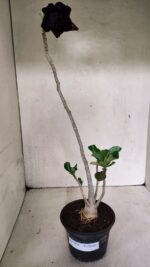 Planta Dobrada 3624 – 35cm – 03 anos - Imagem 8