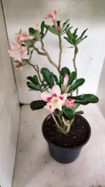 Planta Dobrada 3625 – 50cm – 03 anos - Imagem 5