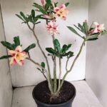 Planta Dobrada 3625 – 50cm – 03 anos