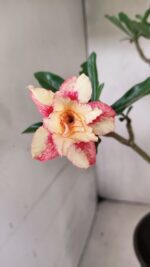 Planta Dobrada 3625 – 50cm – 03 anos - Imagem 4