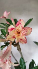 Planta Dobrada 3625 – 50cm – 03 anos - Imagem 3