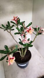Planta Dobrada 3625 – 50cm – 03 anos - Imagem 9