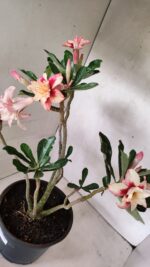 Planta Dobrada 3625 – 50cm – 03 anos - Imagem 8