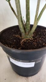 Planta Dobrada 3625 – 50cm – 03 anos - Imagem 7