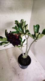 Planta Dobrada 3626 – 35cm – 03 anos - Imagem 10