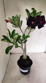 Planta Dobrada 3626 – 35cm – 03 anos - Imagem 2